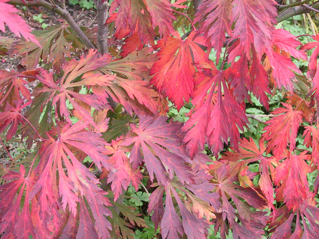 Acer japonicum Aconitifolium Herbstfaerbung2.jpg